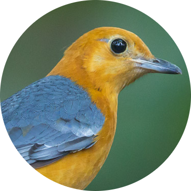 Orange-headed Thrush