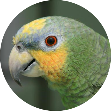 Orange-winged Amazon