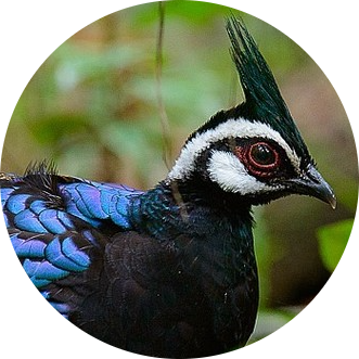 Palawan Peacock-pheasant