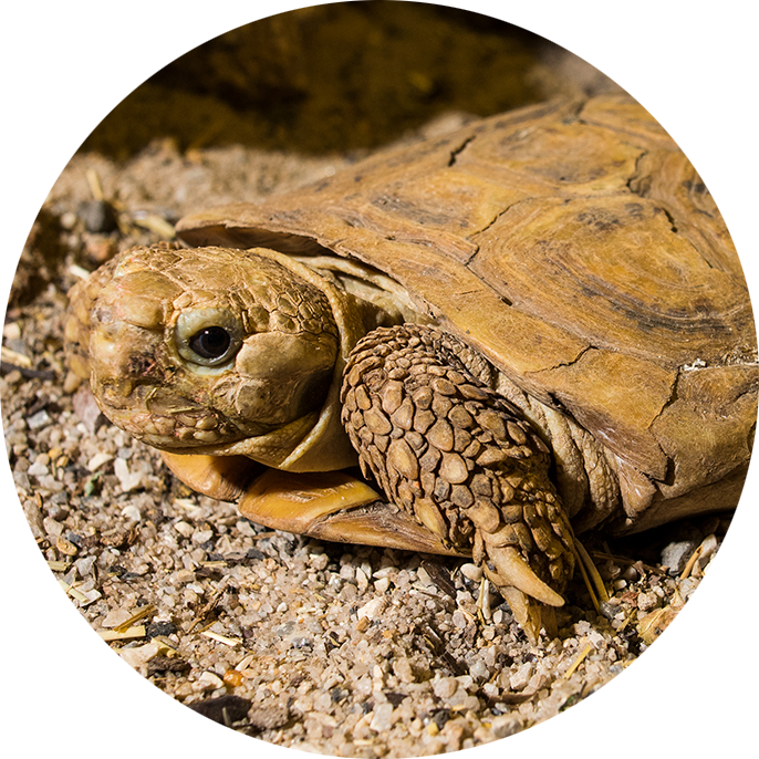 Pancake Tortoise