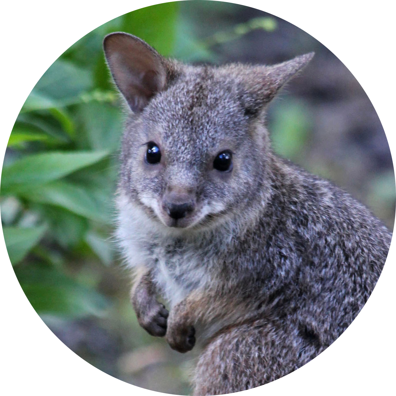 Parma Wallaby