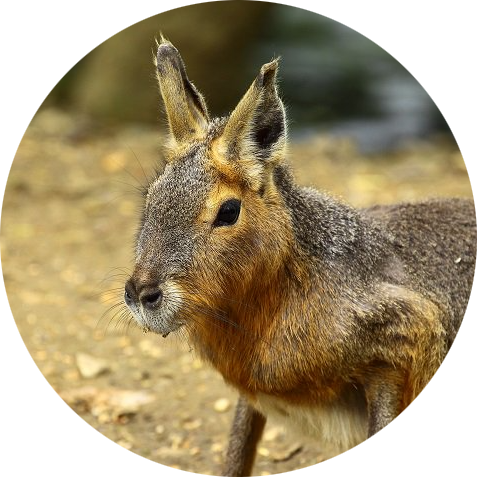 Patagonian Mara