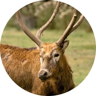 Pere David’s Deer