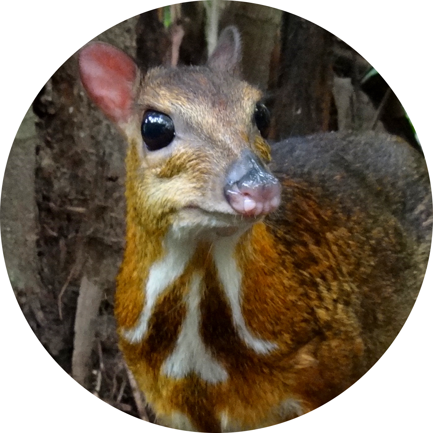 Philippine Mouse-deer
