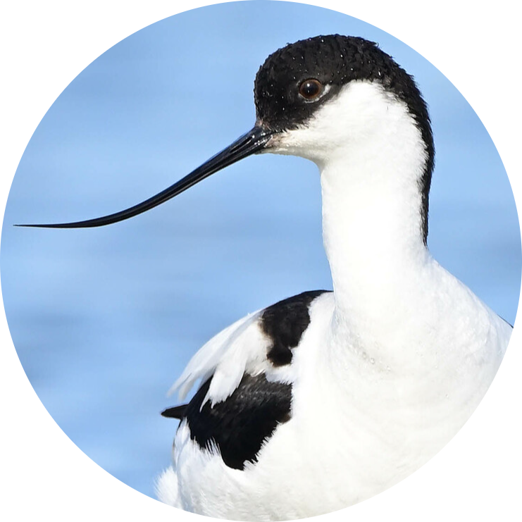 Pied Avocet