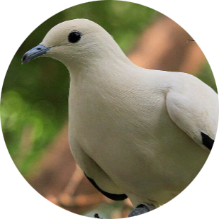 Pied Imperial Pigeon