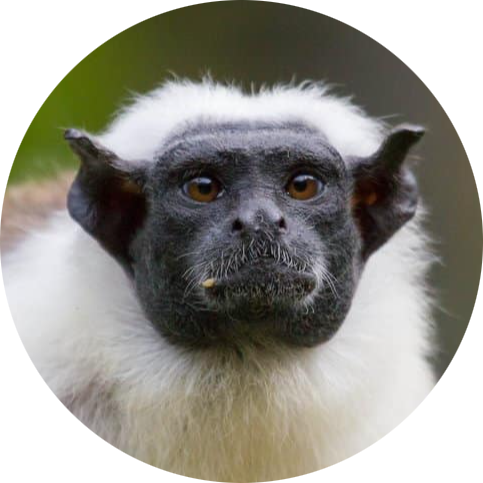 Pied Tamarin