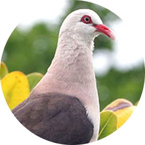 Pink Pigeon