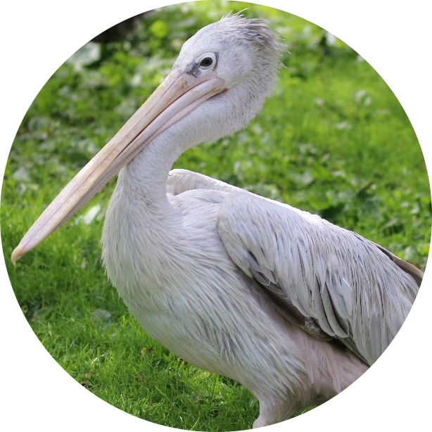 Pink-backed Pelican