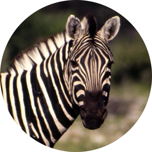 Plains Zebra