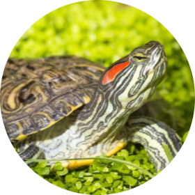 Pond Slider