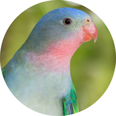 Princess Parrot