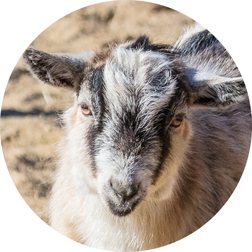 Pygmy Goat