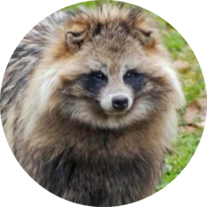 Common Raccoon Dog
