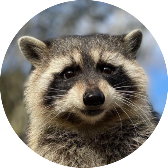 Raccoon