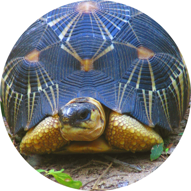 Radiated Tortoise