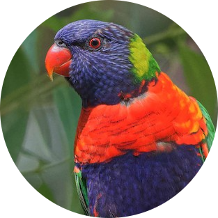 Rainbow Lorikeet