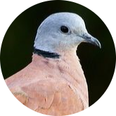 Red Collared Dove