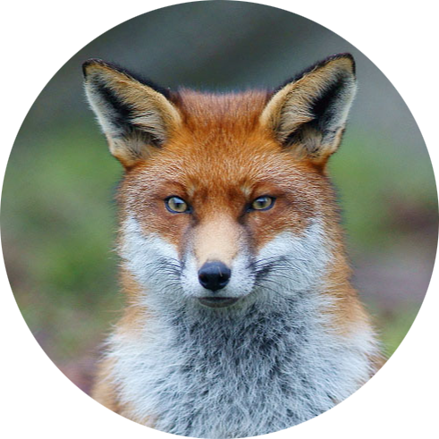 Red Fox