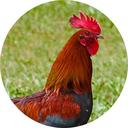 Red Jungle Fowl