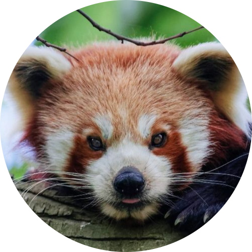 Red Panda
