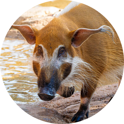 Red River Hog