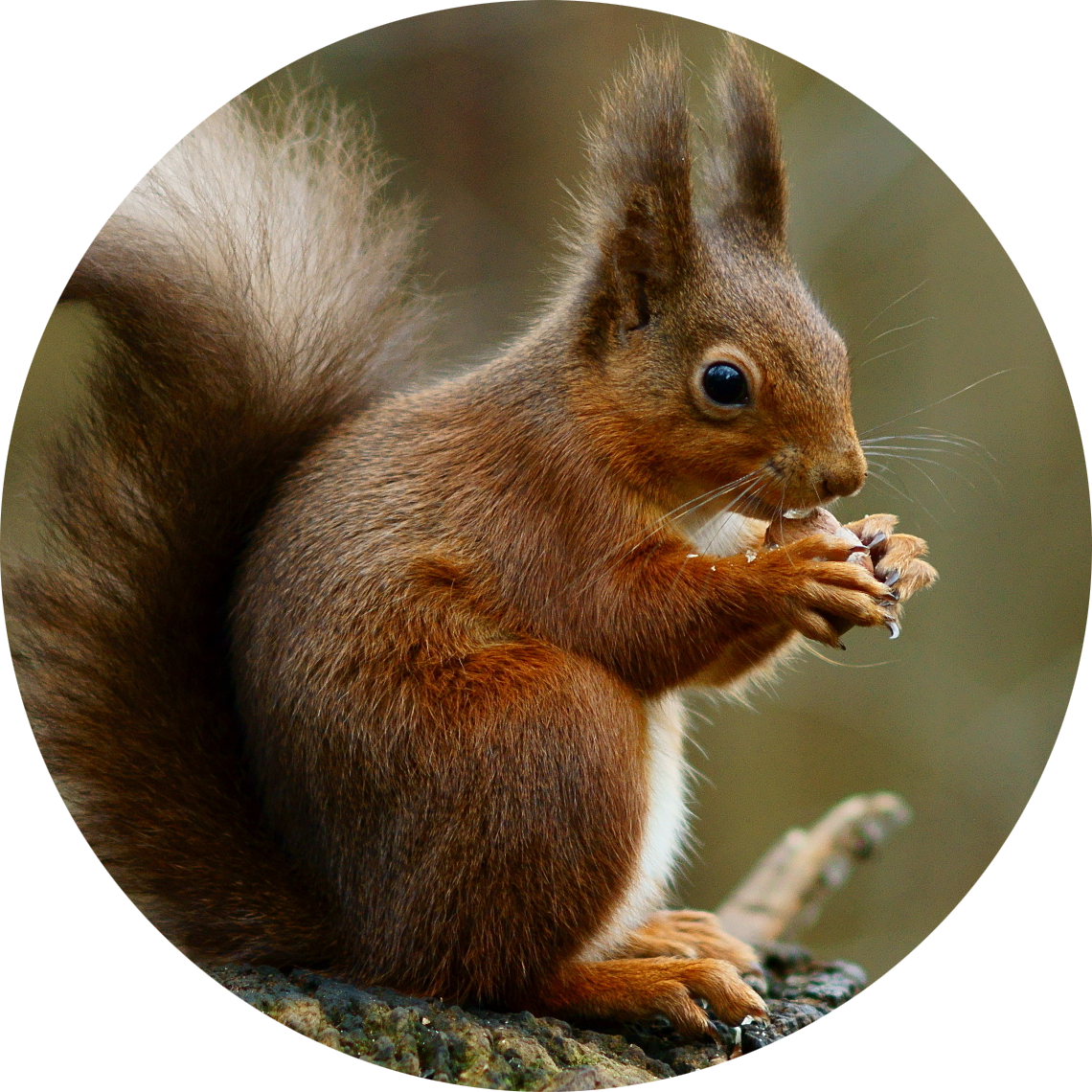 Red Squirrel