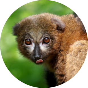 Red-bellied Lemur