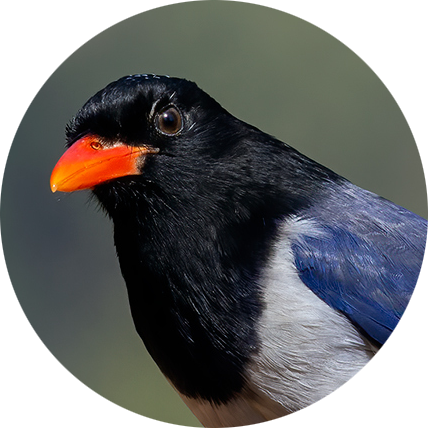 Red-billed Blue Magpie