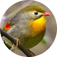 Red-billed Leiothrix
