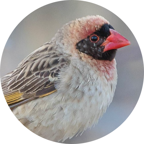 Red-billed Quelea
