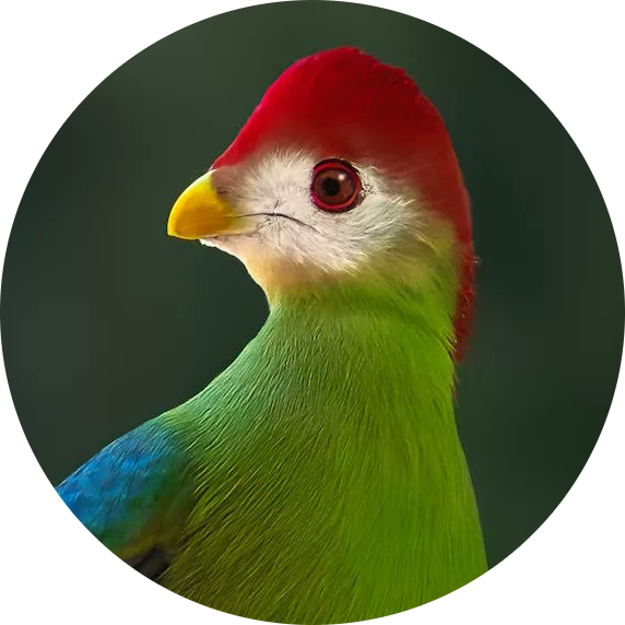 Red-crested Turaco