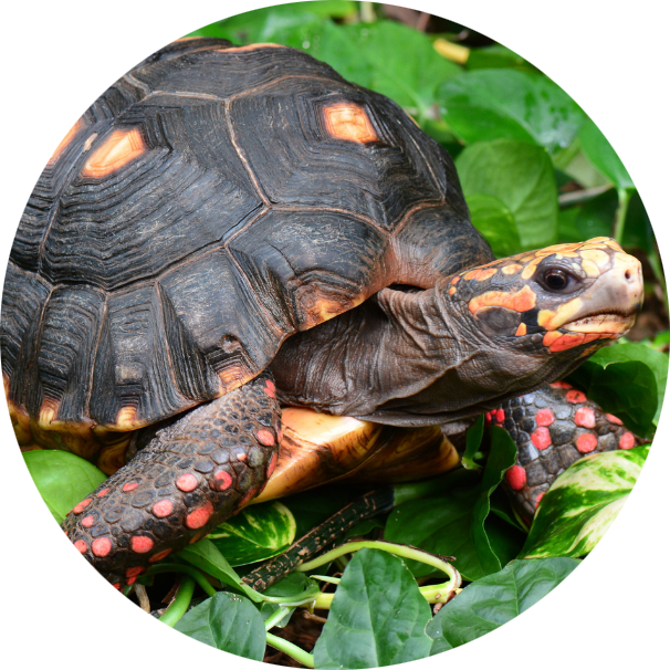 Red-footed Tortoise