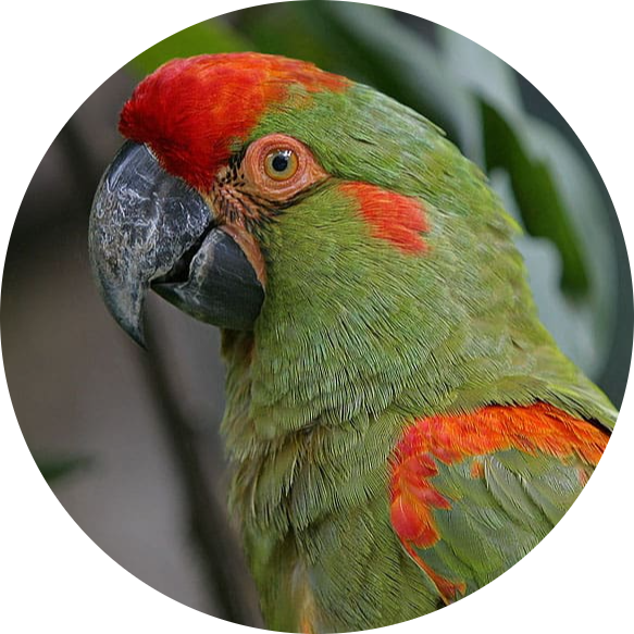 Red-fronted Macaw