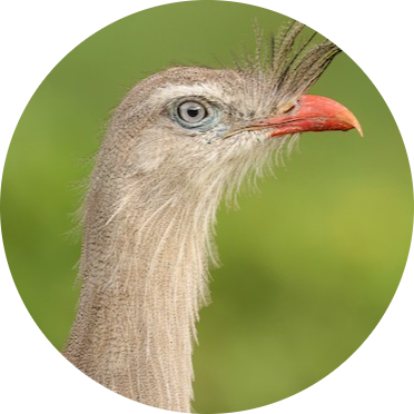 Red-legged Seriema