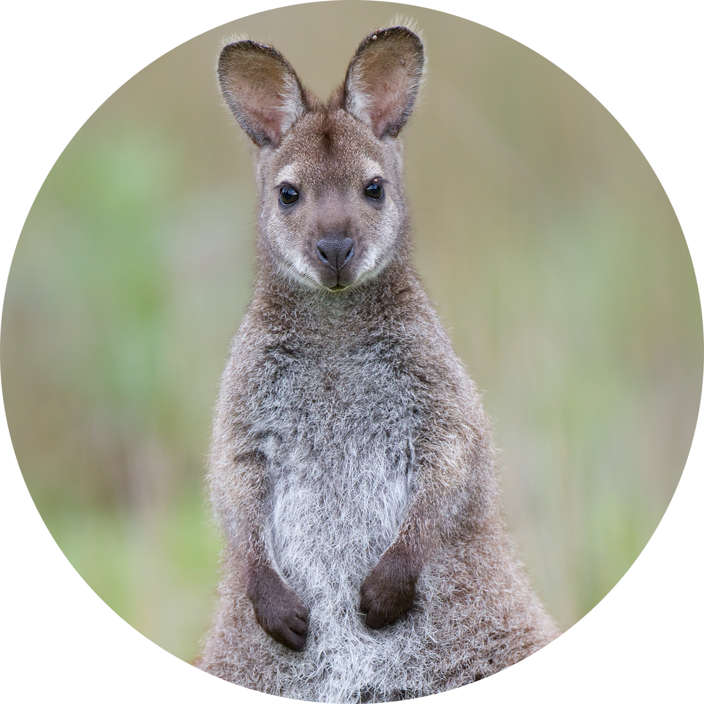 Red-necked Wallaby
