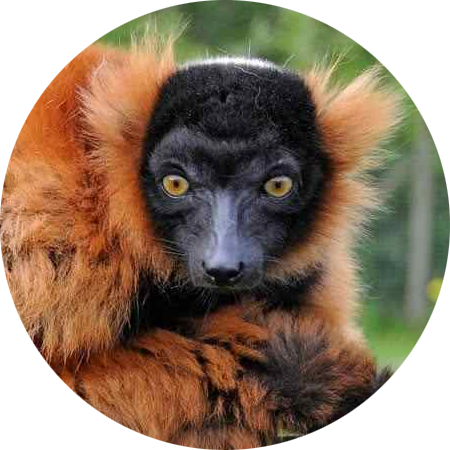 Red-ruffed Lemur