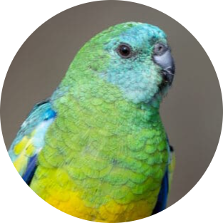 Red-rumped Parrot