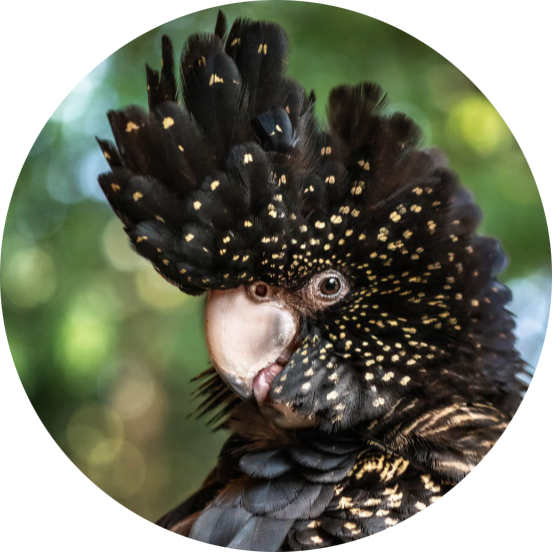 Red-tailed Black Cockatoo