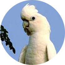 Red-vented Cockatoo