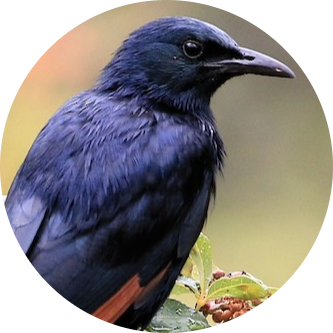 Red-winged Starling