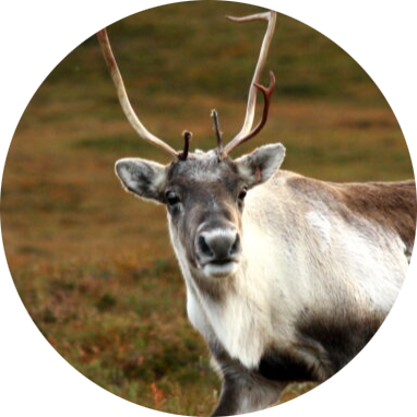 Reindeer