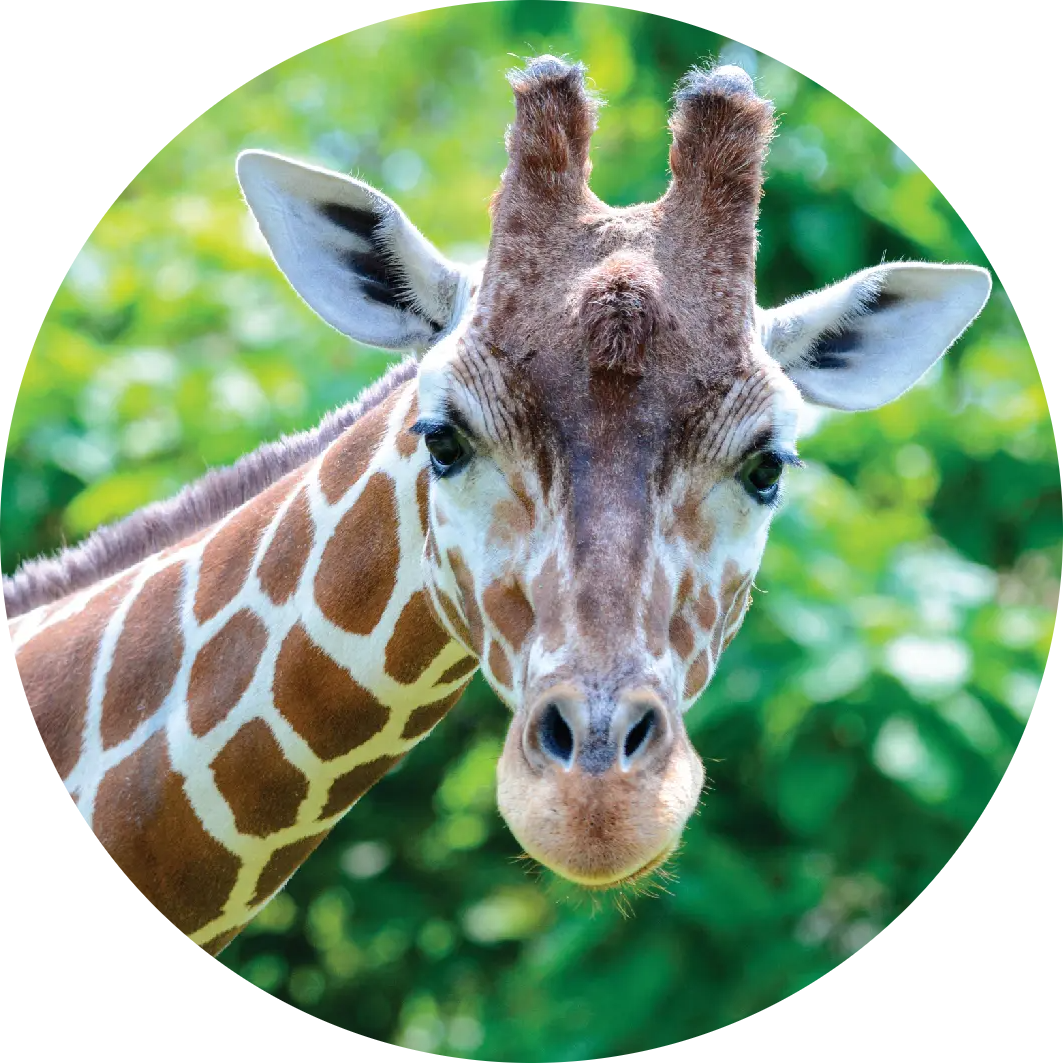 Reticulated Giraffe