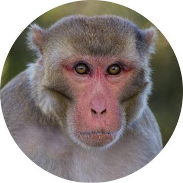 Rhesus Monkey