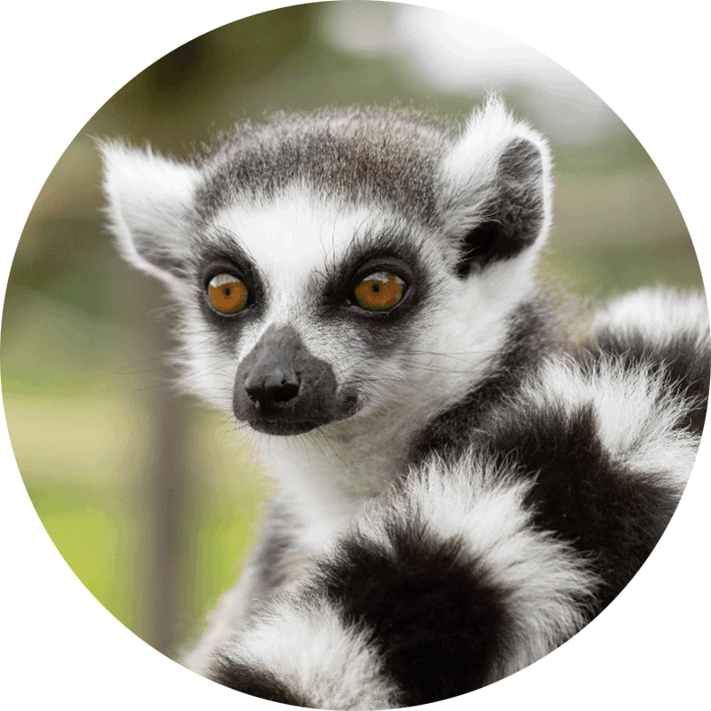 Ring-tailed Lemur