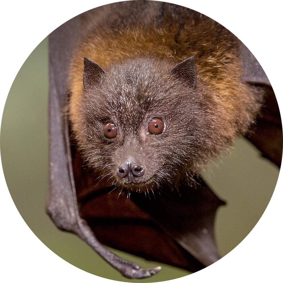 Rodrigues Flying Fox