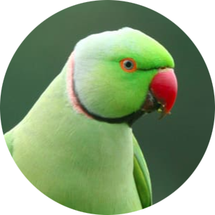 Rose-ringed Parakeet