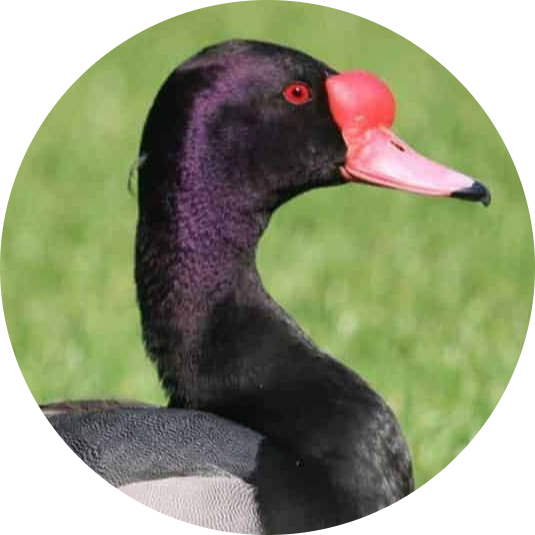 Rosy-billed Pochard