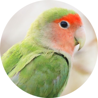 Rosy-faced Lovebird