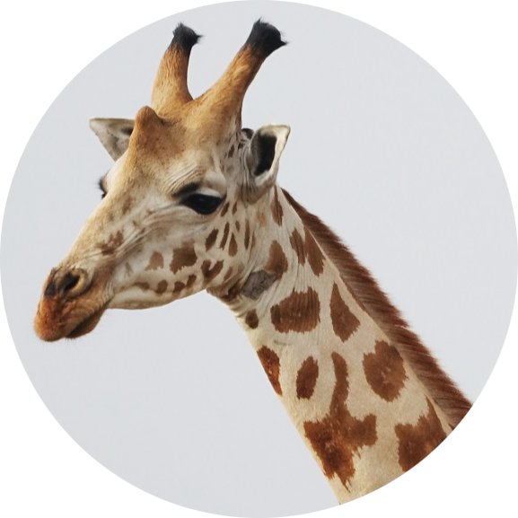 Nubian Giraffe